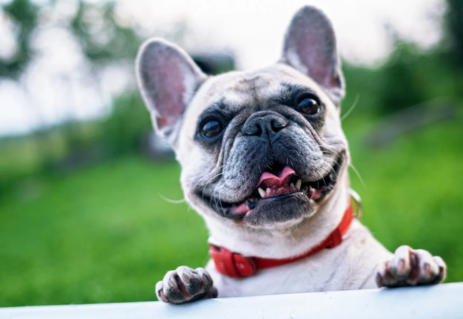 white-short-coated-dog