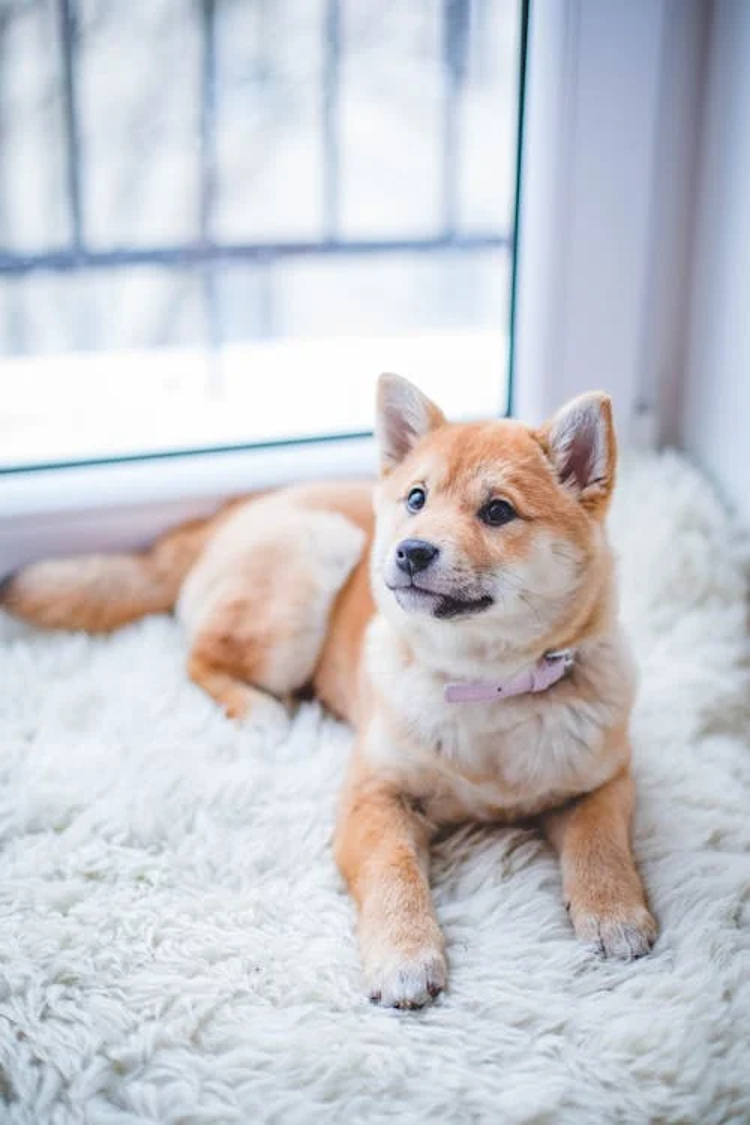 brown-and-white-short-coated-puppy