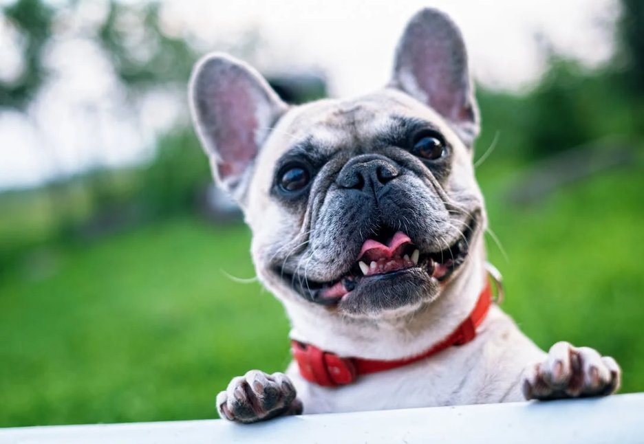 white-short-coated-dog